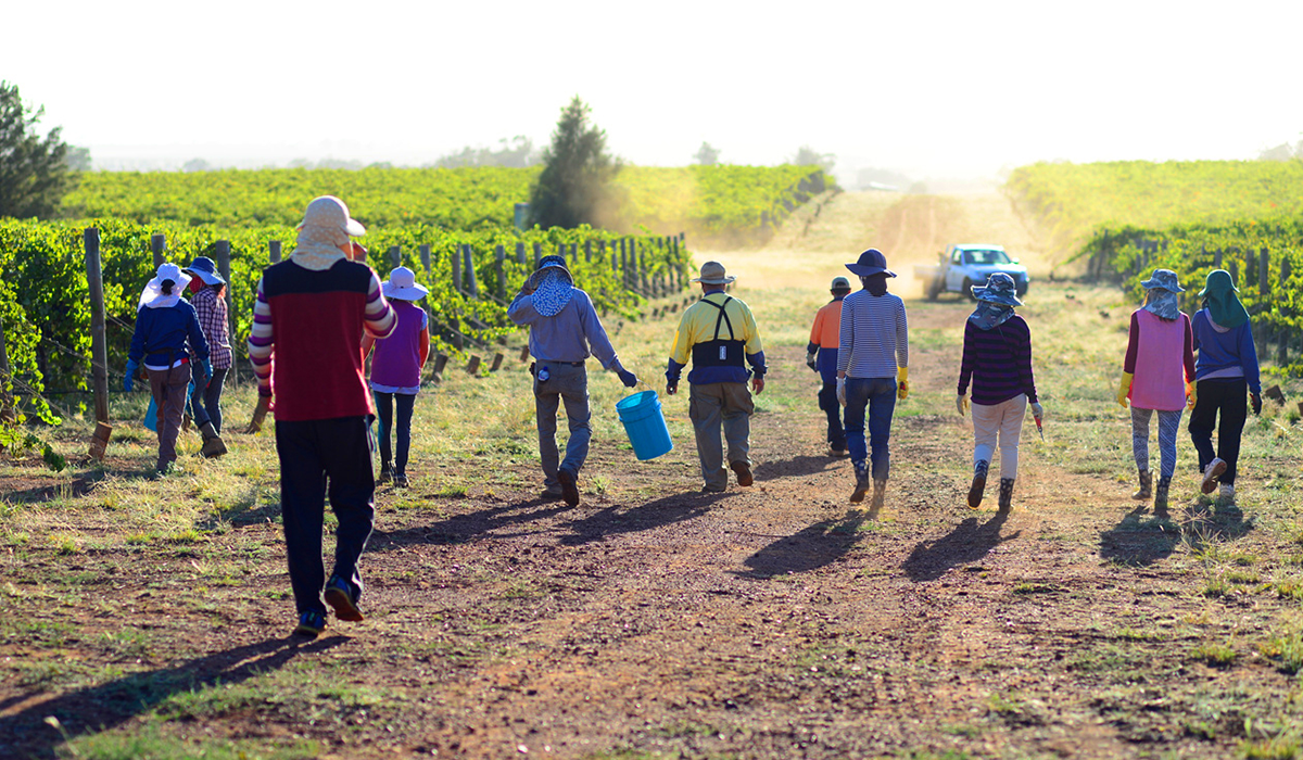 Pickers in vineyard